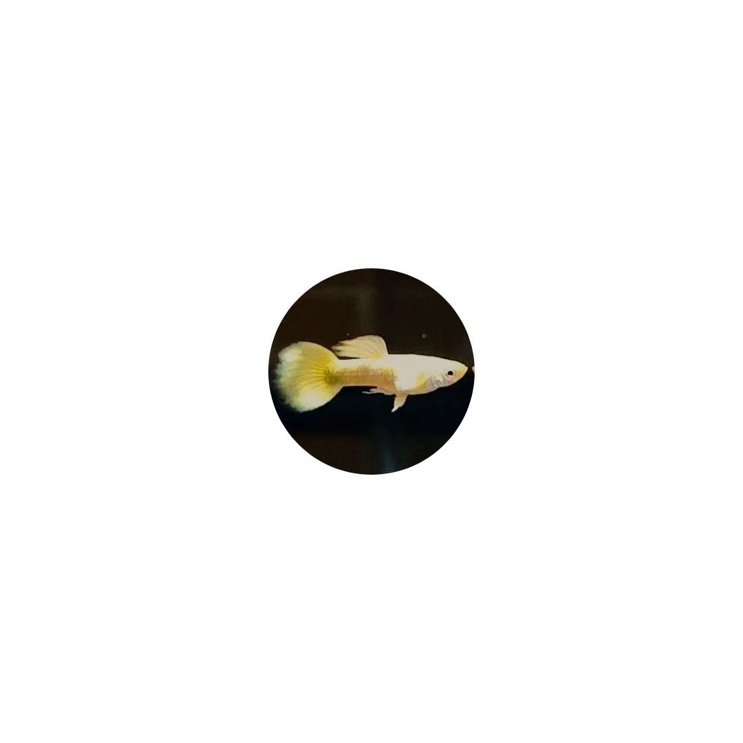 Guppy
