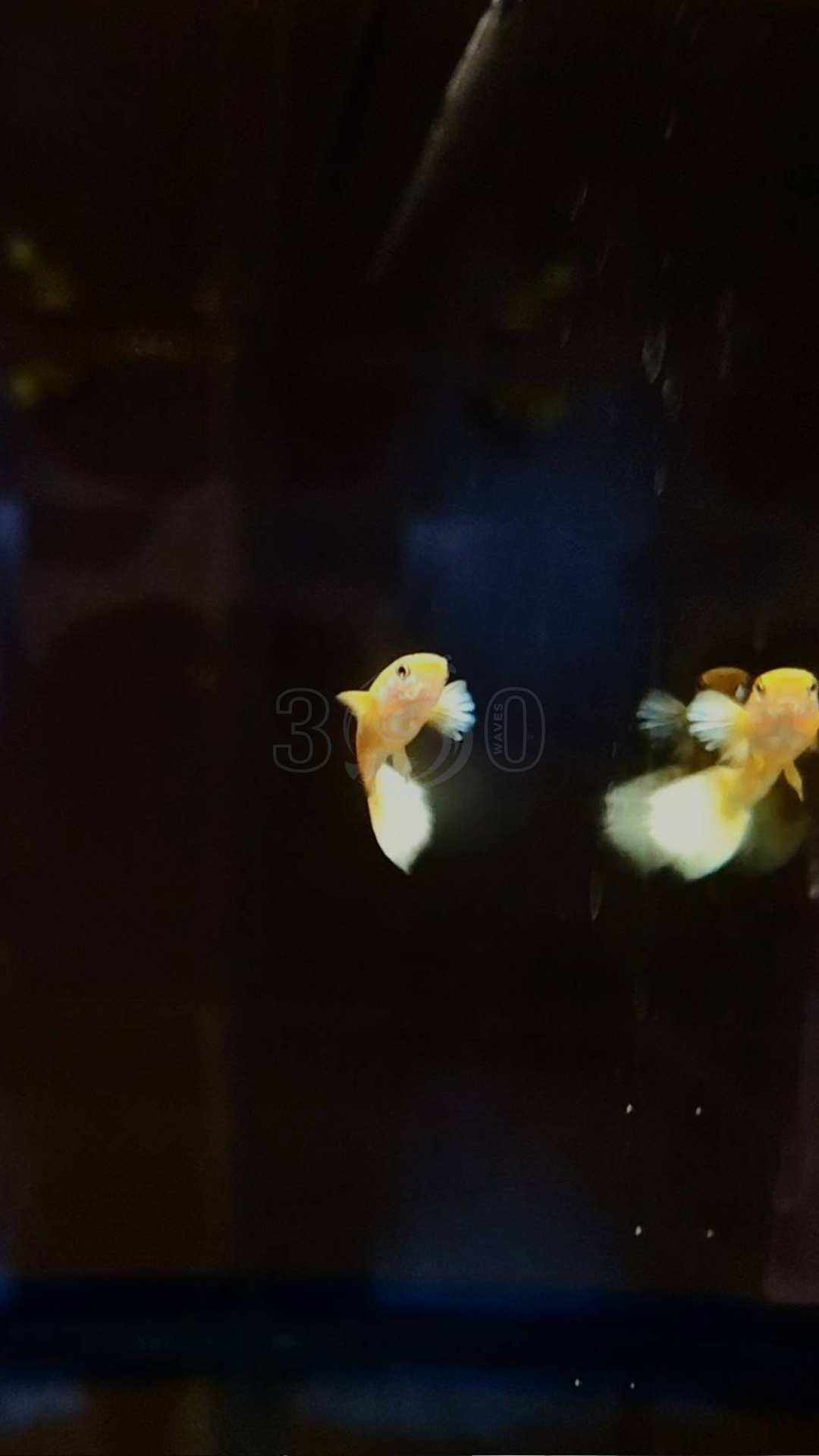 Full Gold 24k Guppy