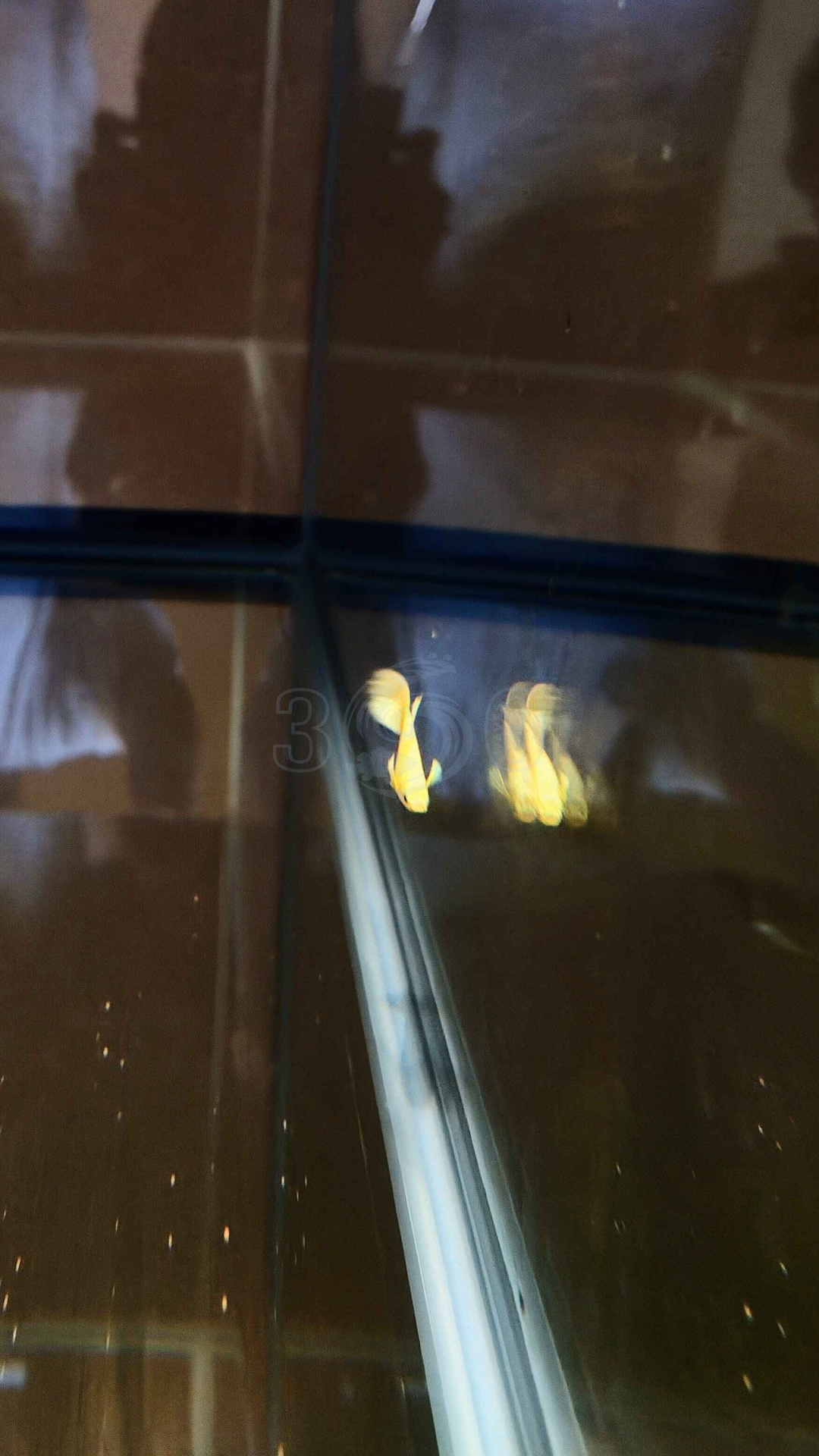 Full Gold 24k Guppy