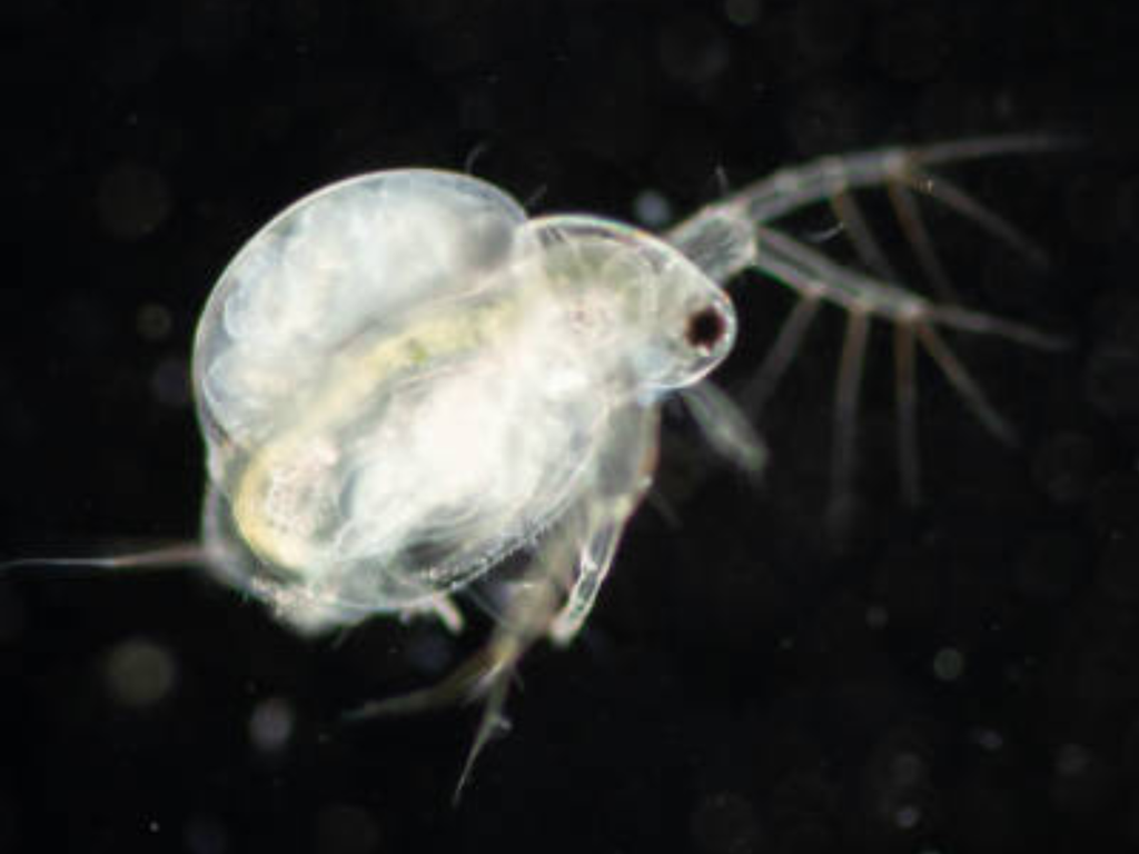 Live Daphnia Moina/Water Fleas | Live Fish Food (0.3 mm to 1.5 mm)