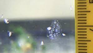Live Daphnia Moina/Water Fleas | Live Fish Food (0.3 mm to 1.5 mm)