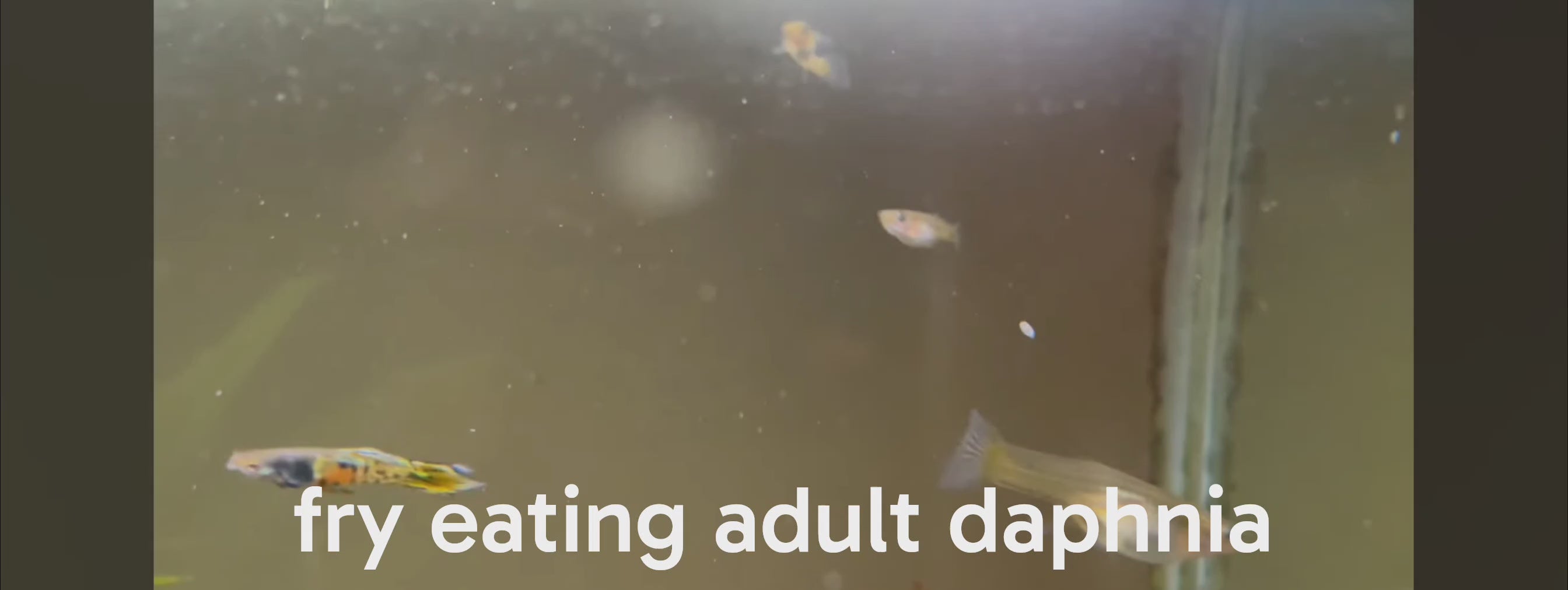 Live Daphnia Moina/Water Fleas | Live Fish Food (0.3 mm to 1.5 mm)